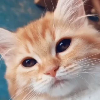 🤩