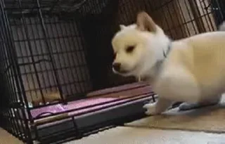 🐶