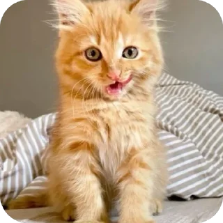 🐱