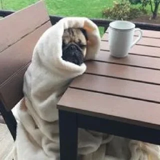 🐶