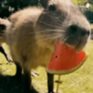 🍉