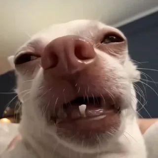 🐶