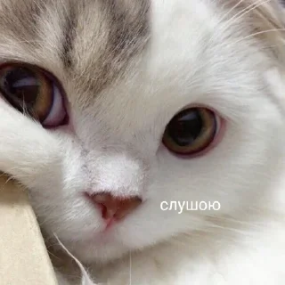 👂