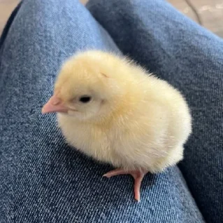 🤩