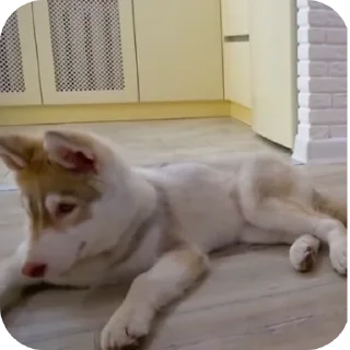 🐶