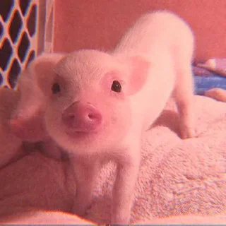 🐽