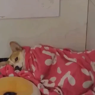 🐩