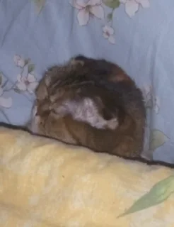 💤