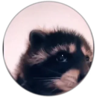 😺