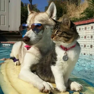 🐈