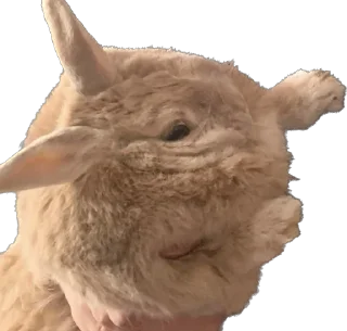 🐰