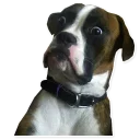 🐶