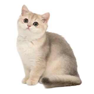 🐈
