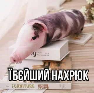 🐽