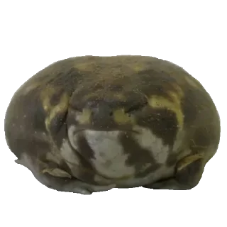 🐸