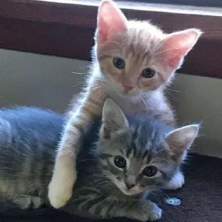 💗