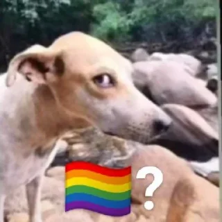 🏳️‍🌈