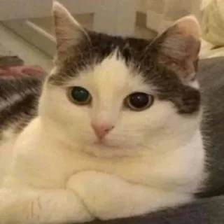 🐶