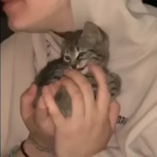 🐱