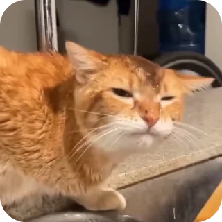 🤪
