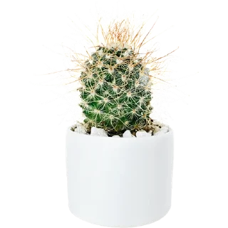 🌵