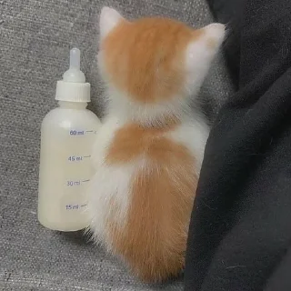 🐱