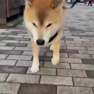 🚶‍♂