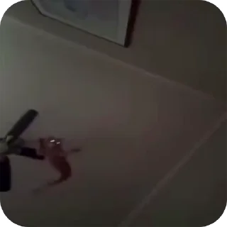 🪽