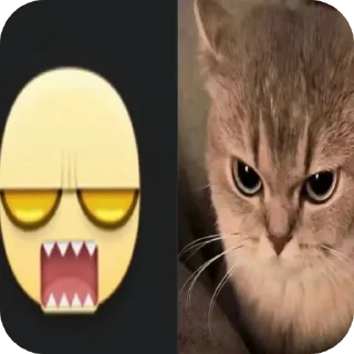 🐱