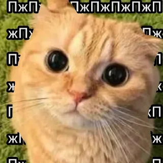 😺