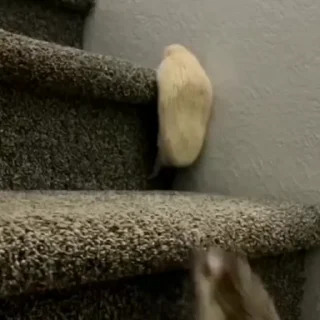 🤩