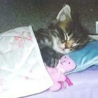 😴