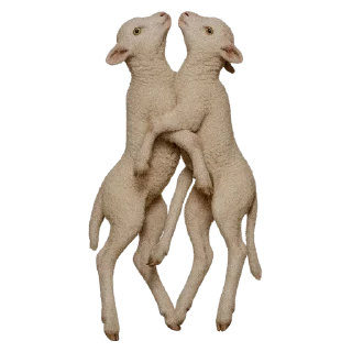 🐏