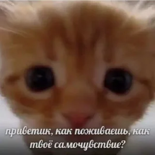 🐱