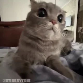 😎