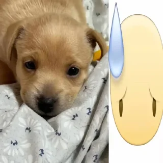 🌟