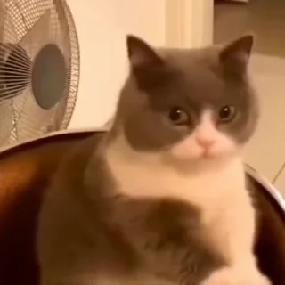 🐈‍⬛