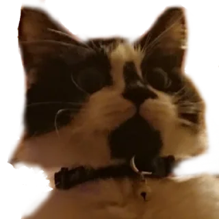 Catonios