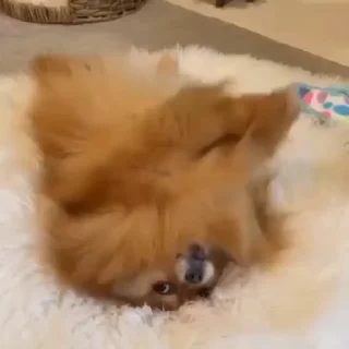 🤪