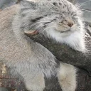 😴