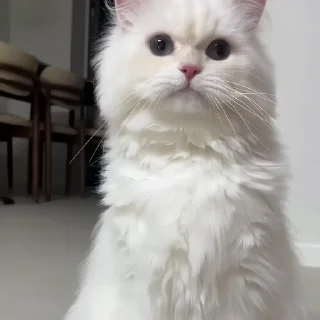 🐈‍⬛️