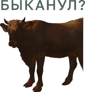 🫵