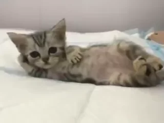 😻