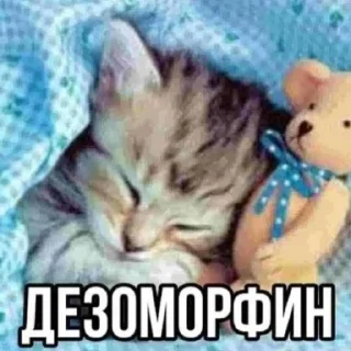 🐱