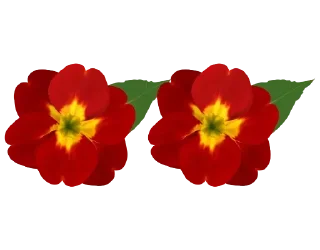 🌺