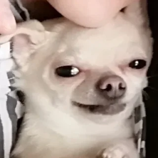 🐶