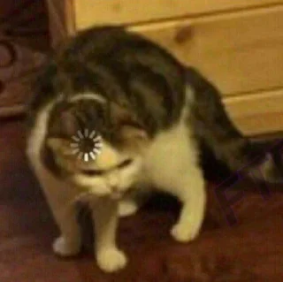 🐱