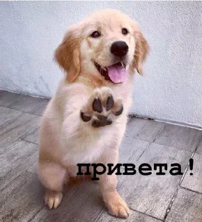 Golden retriever forever!