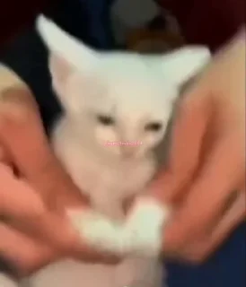 🐮