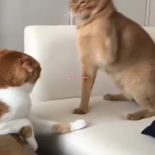 😡